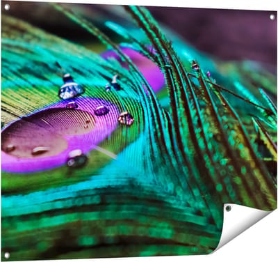 Gards Tuinposter Kleurrijke Pauw Veer met Waterdruppels - 100x80 cm - Tuindoek - Tuindecoratie - Wanddecoratie buiten - Tuinschilderij