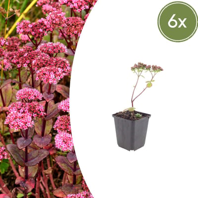 Tuinplantenshop.com | Sedum 'Matrona' | 6 stuks - Ø9cm - 10-25cm hoog - Tuinplant