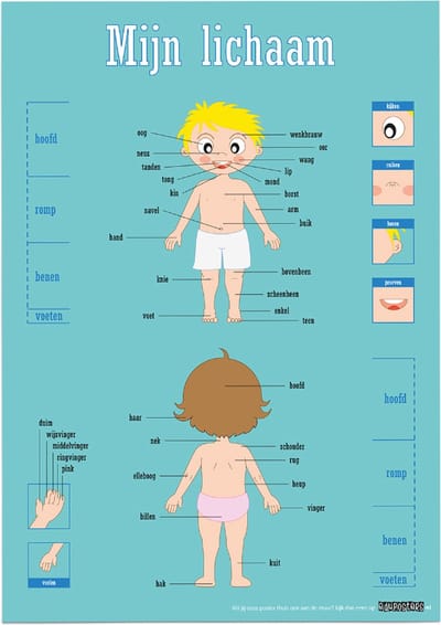 Educatieve poster (Posterpapier) - Biologie mijn lichaam - 42 x 59.4 cm (A2)