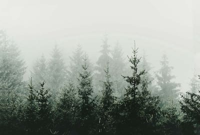Fotobehang MountainForest DD119873 A.S. Création ARTist Groen Wit Vlies 270 x 400 cm (4 delen) 3D Fotobehang
