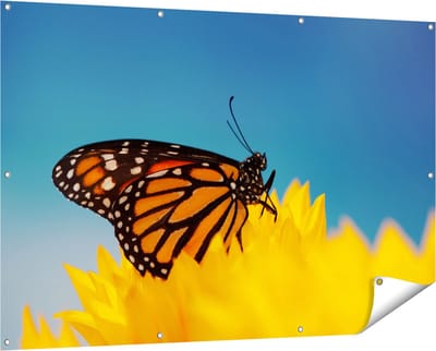 Gards Tuinposter Oranje Vlinder bij een Zonnebloem - 150x100 cm - Tuindoek - Tuindecoratie - Wanddecoratie buiten - Tuinschilderij