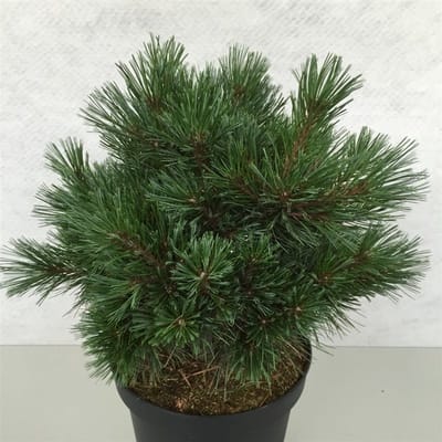 Pinus strobus 'Krüger's Lilliput' - Den | 30-40 cm pot