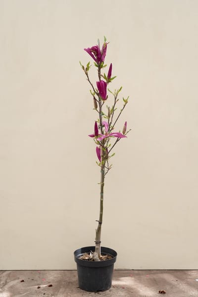 Jonge Beverboom | Magnolia 'Susan' | 150-200cm hoogte