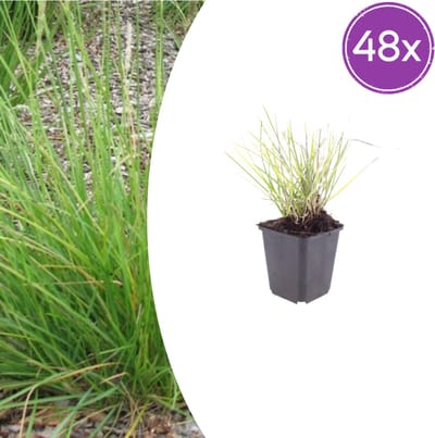 Tuinplantenshop.com | Sesleria autumnalis | 48 stuks - Ø9cm - 10-25cm hoog - Tuinplant