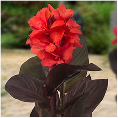 Moerings Canna Julia | Bloemriet | In 18CM Mand Kant en Klaar