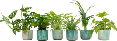 Plantenboetiek.nl | Verrassingsbox - 6 planten inclusief elho Ocean Round pacifisch groen - Ø14cm - 30cm hoog - Kamerplant - Complete set - Plant met pot