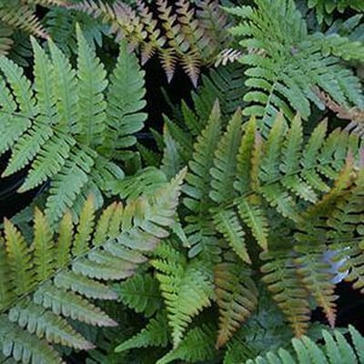 6 x Dryopteris Erythrosora - Goudschubvaren pot 9x9 cm- Sierlijke Winterharde Varen