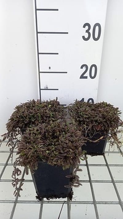 6x Speeldenkussenplant - Leptinella squalida 'Platt's Black' | 9x9 cm pot