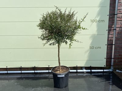 Citroenkaviaar - Citrusboom - Citrus Australasica - Eetbaar - Pot ⌀ 27cm - Hoogte  100-120cm