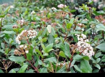 Viburnum tinus 'Gwenllian' - Sneeuwbal 25- 30 cm in pot