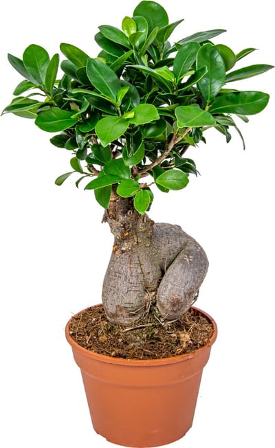 Bloomique - Ficus Ginseng - Bonsai - Kamerplanten - Luchtzuiverend - Gemakkelijk in onderhoud - Hoogte 30-40 cm - Pot 17 cm
