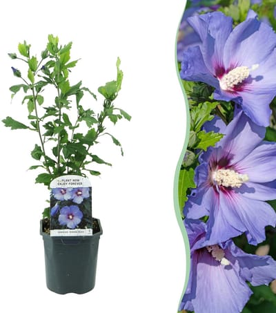 Plantenboetiek.nl | Hibiscus syriacus Oiseau Blue - Bloem Blauw - Bladverliezend - Weinig Onderhoud - Ø18cm - 35-45cm hoog - Tuinplant
