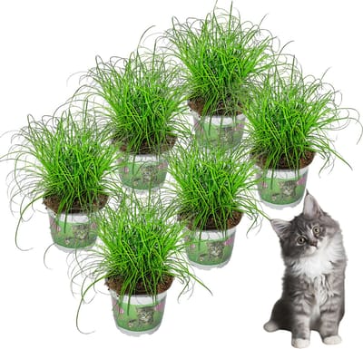 Cyperus - Kattengras - 6 stuks - Ø 12 cm - Hoogte: 25-30 cm - Plant - Kamerplant - Diervriendelijk