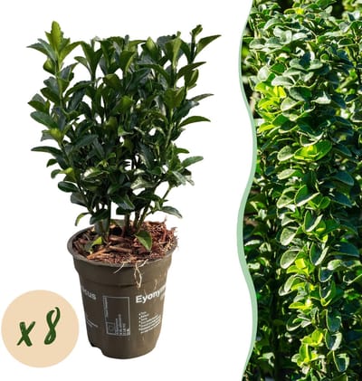 Haagplanten - Euonymus japonica Green Spire - blad groen - 8 planten - 1 strekkende meter - groenblijvend - pot 9cm hoogte 20-25cm