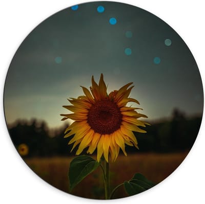 Dibond Wandcirkel - Zonnebloem in de Nacht - 70x70cm Foto op Aluminium Wandcirkel (met ophangsysteem)