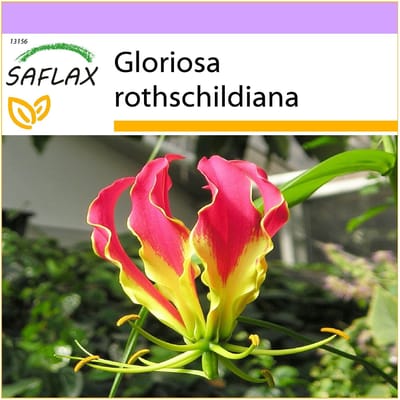 SAFLAX - Afrikaanse klimlelie - 15 zaden - Gloriosa rothschildiana