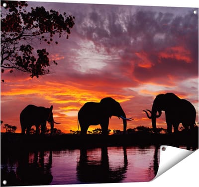 Gards Tuinposter Olifanten tijdens Zonsondergang - Silhouet - 100x80 cm - Tuindoek - Tuindecoratie - Wanddecoratie buiten - Tuinschilderij