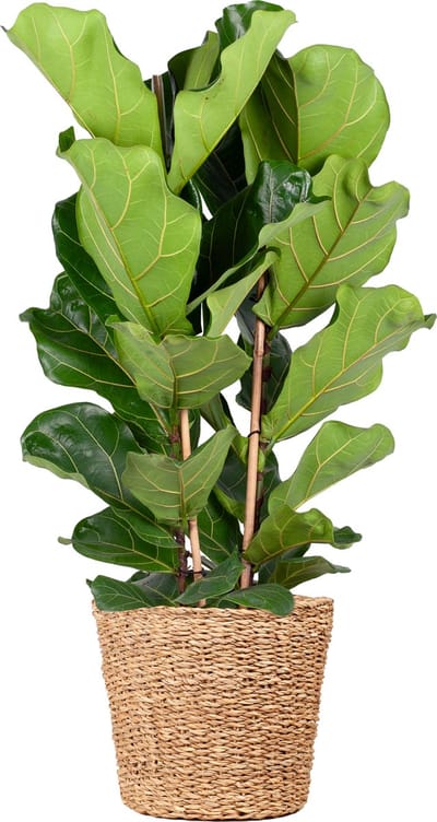 Green Harmony | Ficus Lyrata XL met mand Torun - 140cm - Ø27