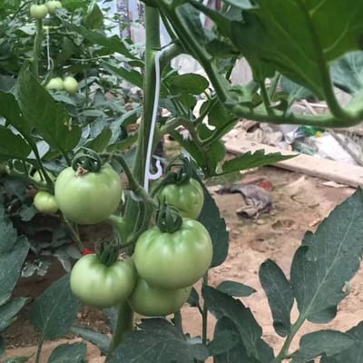 Famanu – Tomatenhaken, 100 stuks, plantenclips voor tomaten, komkommers, frambozen en kamerplanten