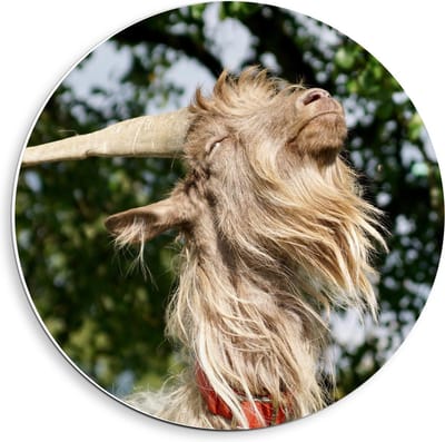 Forex Wandcirkel - Langharige Bok - 40x40cm Foto op Wandcirkel (met ophangsysteem)