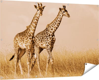 Gards Tuinposter Twee Giraffes in het Veld - 150x100 cm - Tuindoek - Tuindecoratie - Wanddecoratie buiten - Tuinschilderij