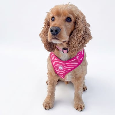 Hondentuigje - Hondenharnas - Y Tuig Hond - Roze - Zebra Print - Maat XXS - Kleine hond - The Dog Farm