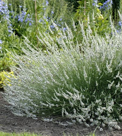 Lavandula a. Edelweiss - Set van 12 - Lavendel - Pot P9 - Witte Bloem