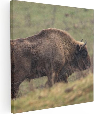 Artaza Canvas Schilderij Buffel - 30x30 cm - Klein - Wanddecoratie Dierenkop - Muurdecoratie Wilde Dieren - Kamer Accessoires