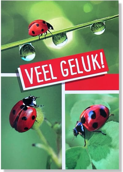 Veel Geluk Wenskaart - 12x17cm - Gevouwen kaart inclusief envelop - Veel Geluk / Succes