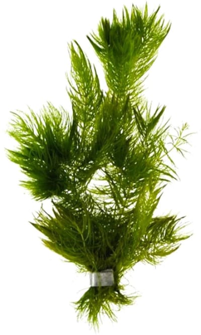 Aquaflora Ceratophyllum demersum | Ongedoornd Hoornblad | in bos met loodje Waterplant