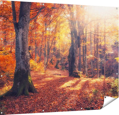 Gards Tuinposter Oranje Herfstbos met Zonneschijn - 150x120 cm - Tuindoek - Tuindecoratie - Wanddecoratie buiten - Tuinschilderij