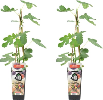 Bloomique - Set van 2 - Ficus Carica Brown Turkey - Vijgenboom - Fruitbomen - Tuinplanten - Winterhard - Hoogte 50-70 cm - Pot 15 cm