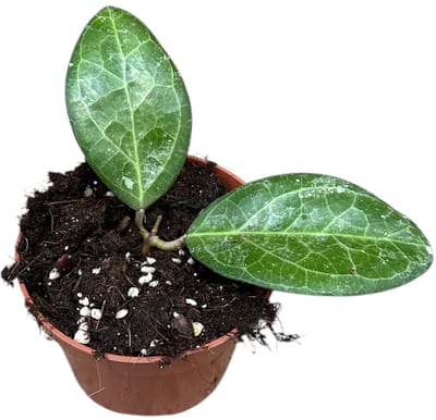 Hoya Wayang Splash Kamerplant Potmaat Ø10,5 cm |Vers Van De Kweker