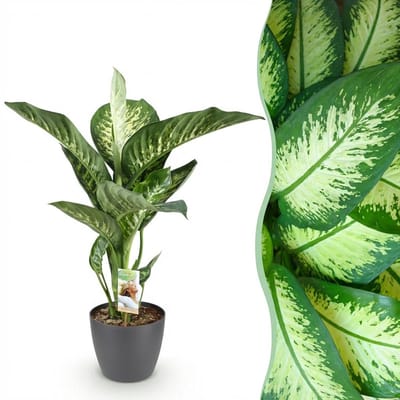 Plantenboetiek.nl | Diefenbachia Tropic Snow - Dieffenbachia - Weinig onderhoud - Groen - met Potter Grijs - Ø21cm - 90-100cm hoog - Kamerplant - Arrangement - Plant met pot