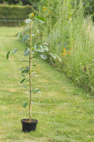 Jonge Michelia boom | Magnolia 'Fairy White' | 100-150cm hoogte