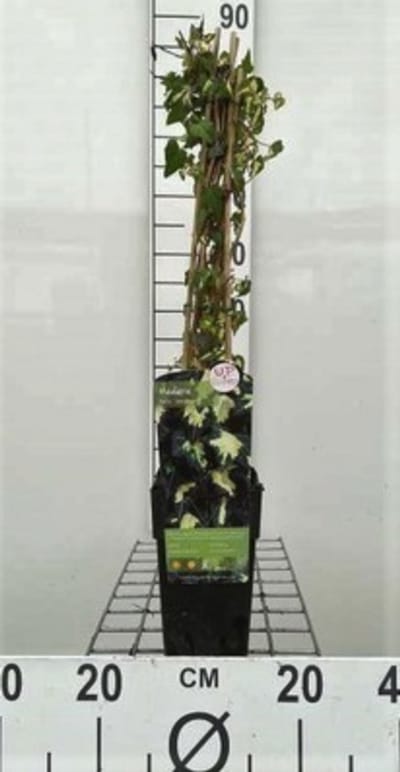 Hedera helix 'Goldheart' ('oro di bogliasco') - Klimop 50-60 cm | pot