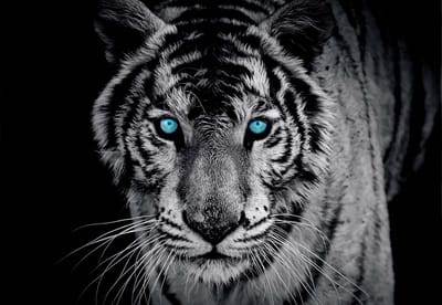 Fotobehang Tiger Animal | XXXL - 416cm x 254cm | 130g/m2 Vlies