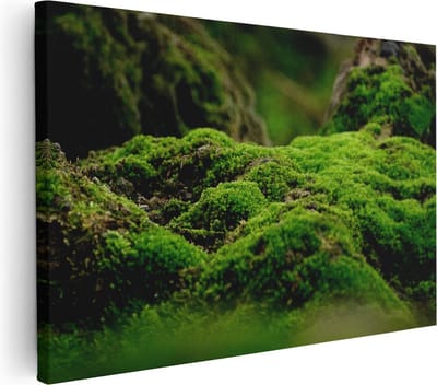 Artaza Canvas Schilderij Mos - 60x40 cm - Wanddecoratie Natuur - Muurdecoratie Bos - Schilderijen Op Canvas