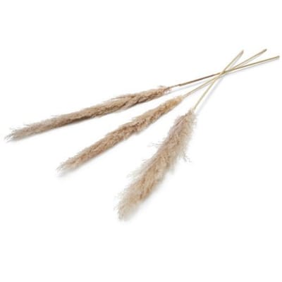 Pampas droogbloem 150 cm set van 3 naturel