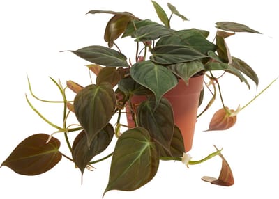 Bloomique - Philodendron Scandens Micans - Hangplant - Ook geschikt als Klimplant - Kamerplanten - Luchtzuiverend - Gemakkelijk in onderhoud - Hoogte 15-20 cm - Pot 12 cm