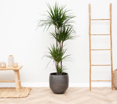 Dracaena Marginata XL - 150cm