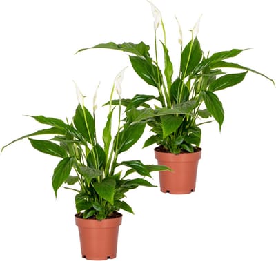 Bloomique - Set van 2 - Spathiphyllum - Lepelplant - Kamerplanten - Luchtzuiverend - Hoogte 30-40 cm - Pot 12 cm