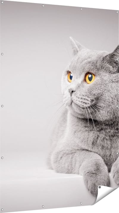 Gards Tuinposter Grijze Kat met Oranje Ogen - 120x180 cm - Tuindoek - Tuindecoratie - Wanddecoratie buiten - Tuinschilderij