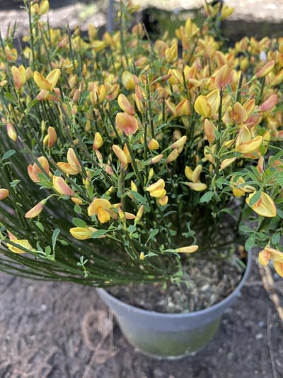 Cytisus praecox 'Apricot Gem' - Brem, Geitenklaver 40 - 60 cm in pot