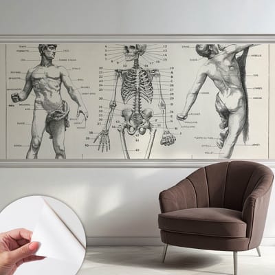 Coloray Zelfklevend Behang - Klassieke anatomie Stickerbehang op rol - 250x104 cm - Zwart Zelfklevend Behang - Voor op kantoor, voor de hal, voor de woonkamer - Plakklare achterzijde - Zelfklevend fotobehang