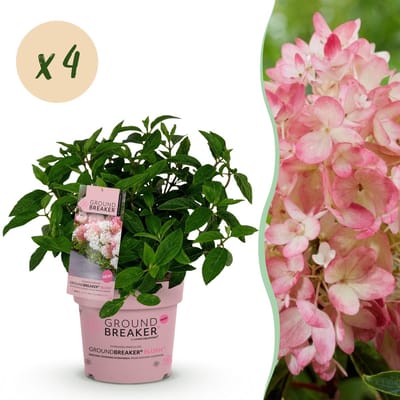 Green boutiQ - Tuinplant - Hydrangea panniculata Groundbreaker Blush - Pluimhortensia - Winterhard - Roze - 4 planten - Pot 14 cm - Hoogte 20-25 cm