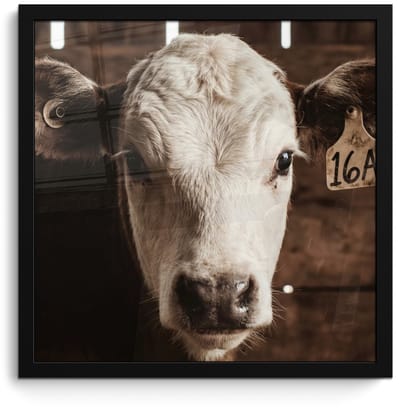 Poster in lijst - Fotolijst 40x40 cm - Posters - Kalf - Oormerk - Houten stal - Posterlijst zwart - Decoratie - Wanddecoratie woonkamer - Muurdecoratie slaapkamer