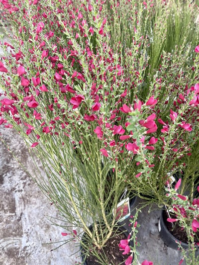 Cytisus (s) 'Boskoop Ruby' - Brem , Geitenklaver 40- 60 cm in pot