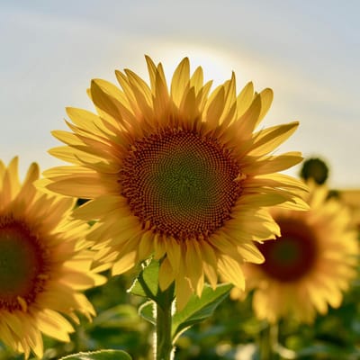 Zonnebloem (Helianthus annuus) - Reuzen Biologisch