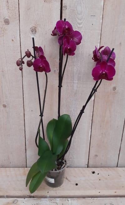 Decoratief Beeld - Kamerplant Vlinderorchidee Phalaenopsis Takken - Kunststof - Warentuin Natuurlijk - Groen